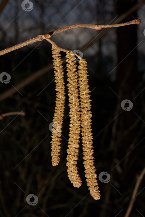 Скачать Тычиночные сережки лещины обыкновенной (лат. Corylus avellana) зацвел ранней весной до появления листьев. фотосток Ozero