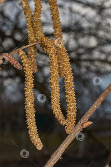 Скачать Тычиночные сережки лещины обыкновенной (лат. Corylus avellana) зацвел ранней весной до появления листьев. фотосток Ozero