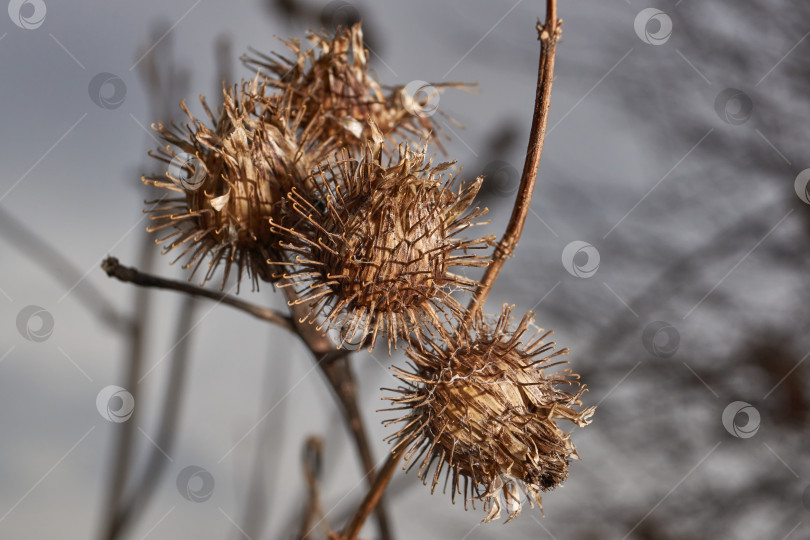 Скачать Сухие соцветия лопуха большого (лат. Arctium lappa), лопух, репейник. фотосток Ozero