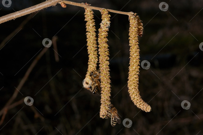 Скачать Тычиночные сережки лещины обыкновенной (лат. Corylus avellana) зацвел ранней весной до появления листьев. фотосток Ozero