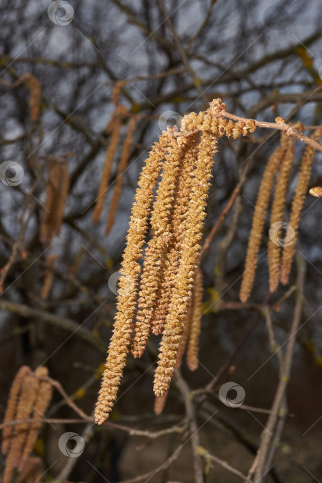 Скачать Тычиночные сережки лещины обыкновенной (лат. Corylus avellana) зацвел ранней весной до появления листьев. фотосток Ozero