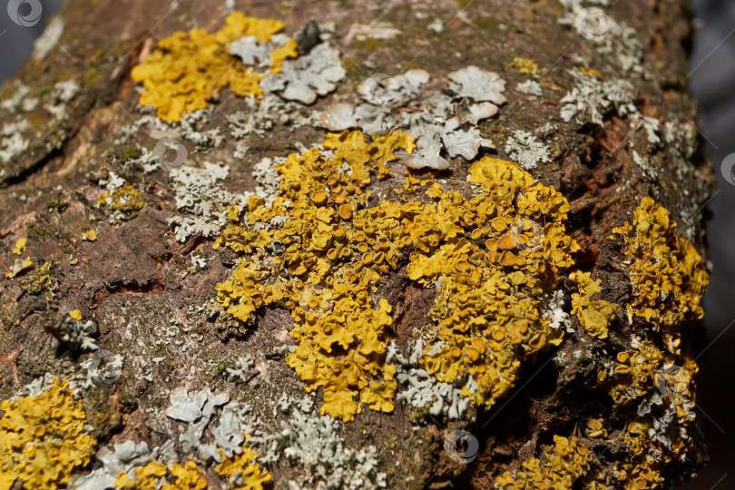 Скачать Настенная ксантория (лат. Xanthoria parietina) - лишайник семейства Telochistaceae. фотосток Ozero