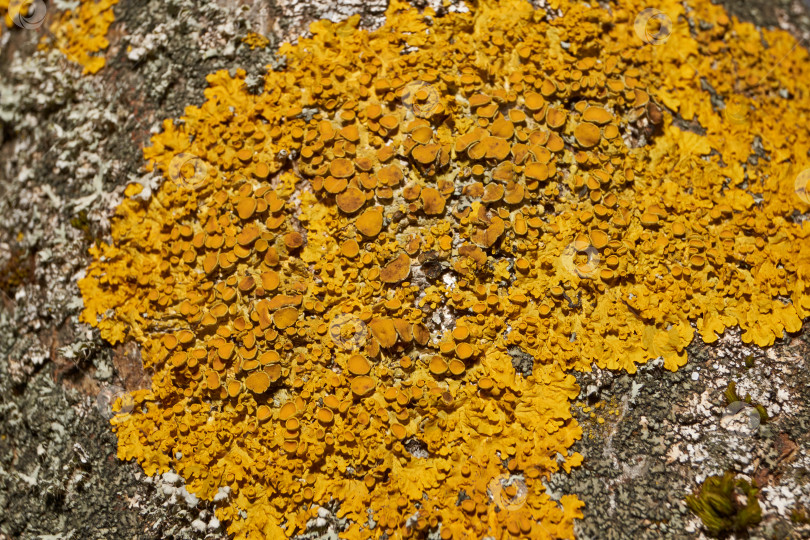 Скачать Настенная ксантория (лат. Xanthoria parietina) - лишайник семейства Telochistaceae. фотосток Ozero