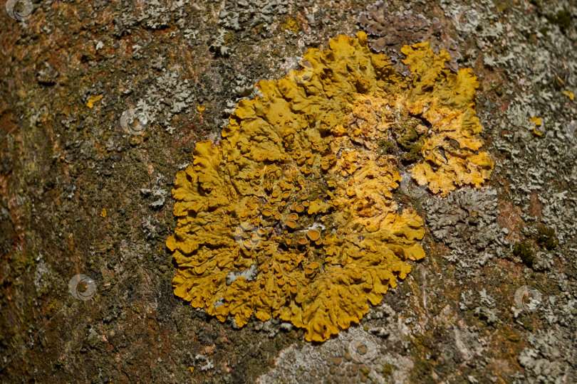 Скачать Настенная ксантория (лат. Xanthoria parietina) - лишайник семейства Telochistaceae. фотосток Ozero