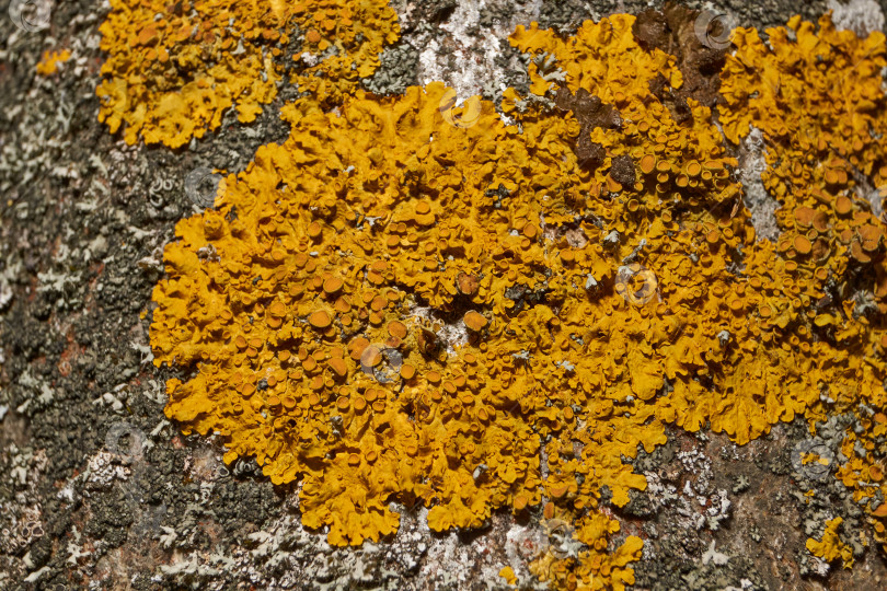 Скачать Настенная ксантория (лат. Xanthoria parietina) - лишайник семейства Telochistaceae. фотосток Ozero