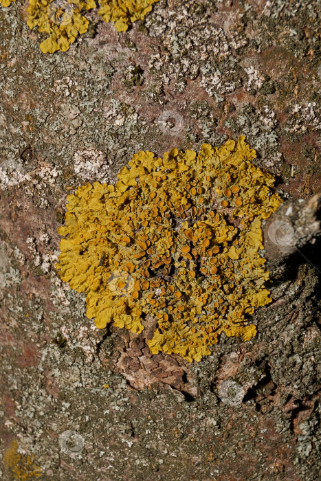 Скачать Настенная ксантория (лат. Xanthoria parietina) - лишайник семейства Telochistaceae. фотосток Ozero