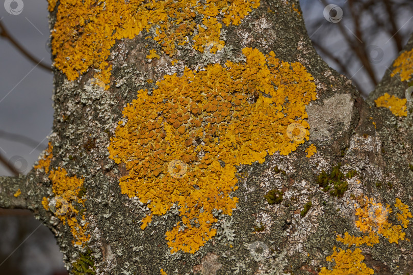 Скачать Настенная ксантория (лат. Xanthoria parietina) - лишайник семейства Telochistaceae. фотосток Ozero