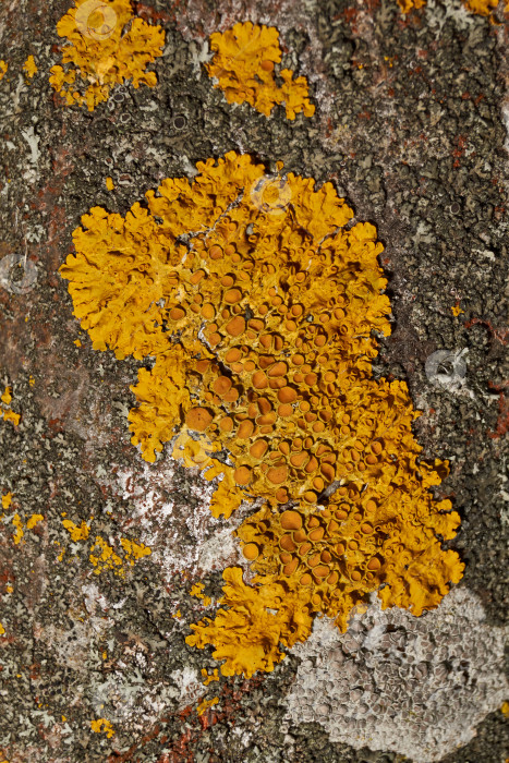 Скачать Настенная ксантория (лат. Xanthoria parietina) - лишайник семейства Telochistaceae. фотосток Ozero