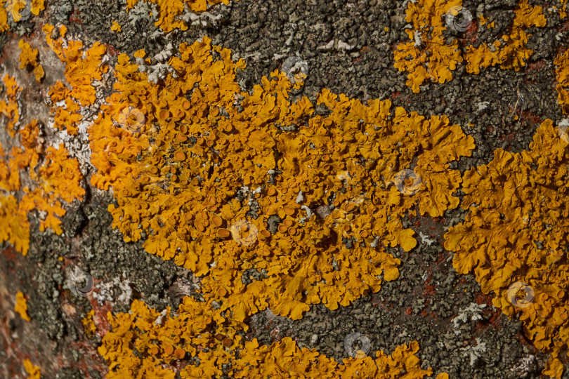 Скачать Настенная ксантория (лат. Xanthoria parietina) - лишайник семейства Telochistaceae. фотосток Ozero