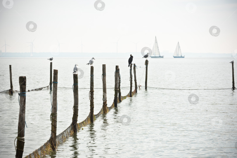 Скачать Пейзаж Северного моря фотосток Ozero