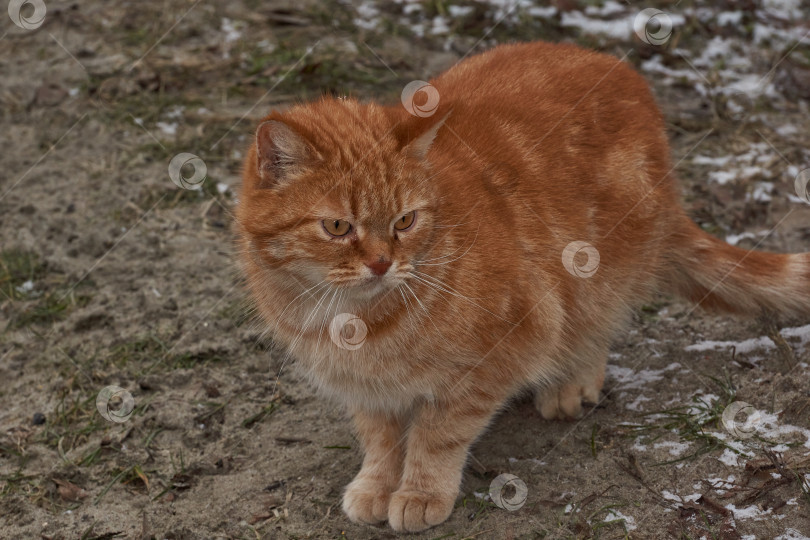 Скачать Кошка гуляет во дворе дома фотосток Ozero