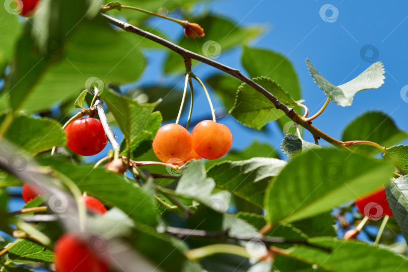 Скачать Плоды вишни на фоне голубого неба и зеленых листьев. фотосток Ozero