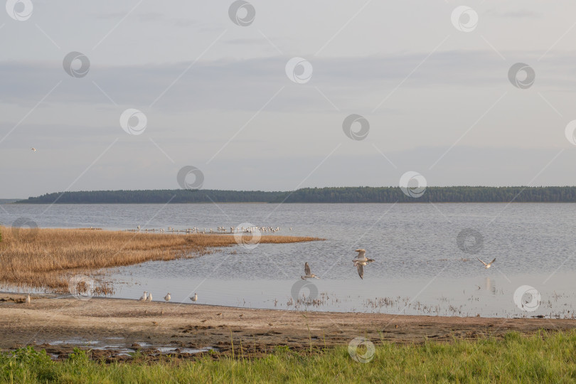 Скачать Вид на целебное соленое озеро Медвежье фотосток Ozero