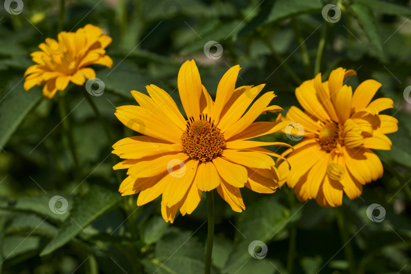 Скачать Гелиопсис (лат. Heliopsis) - род однолетних и многолетних травянистых растений семейства Астровые (Asteraceae). фотосток Ozero