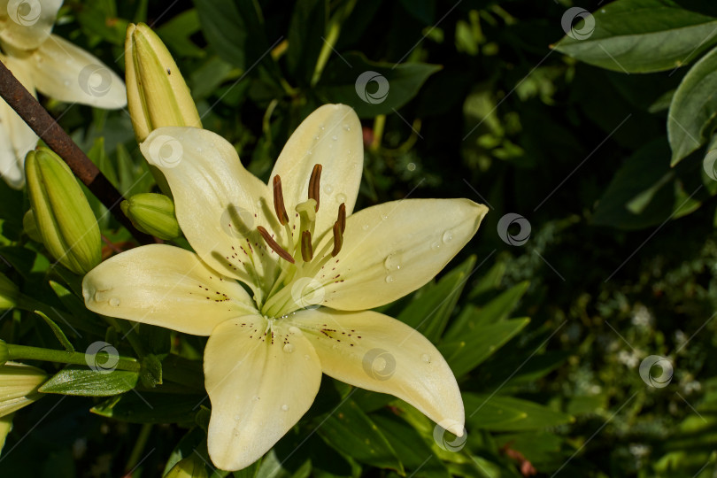 Скачать Лилия (лат. Lilium) - род растений семейства Лилейных (Liliaceae). фотосток Ozero
