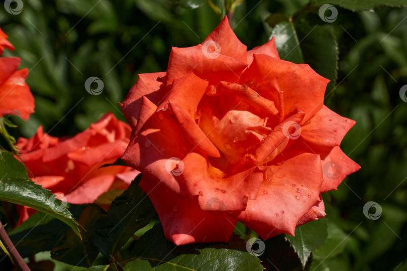 Скачать Красивые красные розы в саду после дождя. фотосток Ozero