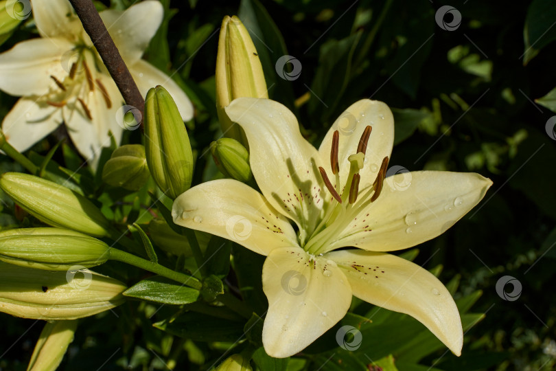 Скачать Лилия (лат. Lilium) - род растений семейства Лилейных (Liliaceae). фотосток Ozero