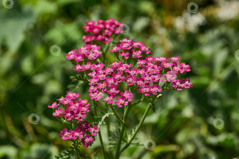 Скачать Тысячелистник обыкновенный (лат. Achillea millefolium) - многолетнее травянистое растение, вид рода Тысячелистник (Achillea) семейства Астровые, или сложноцветные (Asteraceae). фотосток Ozero