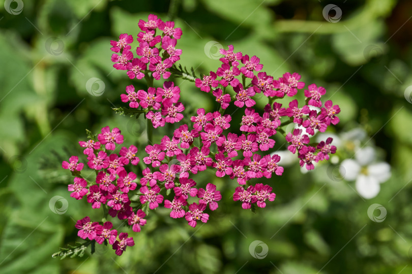 Скачать Тысячелистник обыкновенный (лат. Achillea millefolium) - многолетнее травянистое растение, вид рода Тысячелистник (Achillea) семейства Астровые, или сложноцветные (Asteraceae). фотосток Ozero