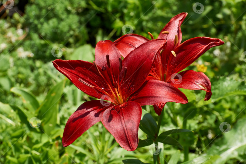 Скачать Лилия (лат. Lilium) - род растений семейства Лилейных (Liliaceae). фотосток Ozero