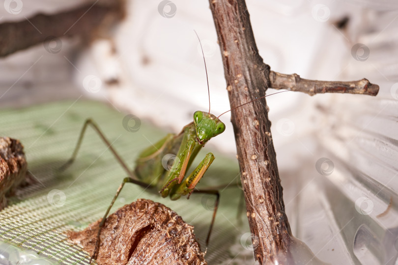 Скачать Обыкновенный богомол (лат. Mantis Religiosa) ждет, когда добыча окажется близко для броска фотосток Ozero