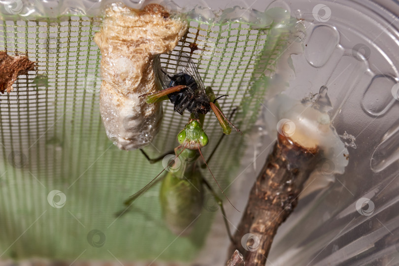 Скачать Обыкновенный богомол (лат. Mantis Religiosa) питается голубыми мясными мухами (лат. Calliphora uralensis) фотосток Ozero