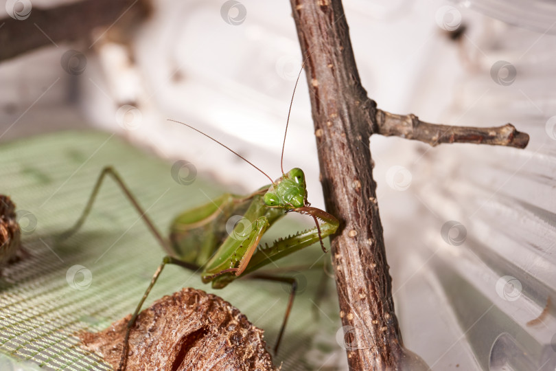 Скачать Обыкновенный богомол (лат. Mantis religiosa) тщательно очистите передние конечности после еды фотосток Ozero