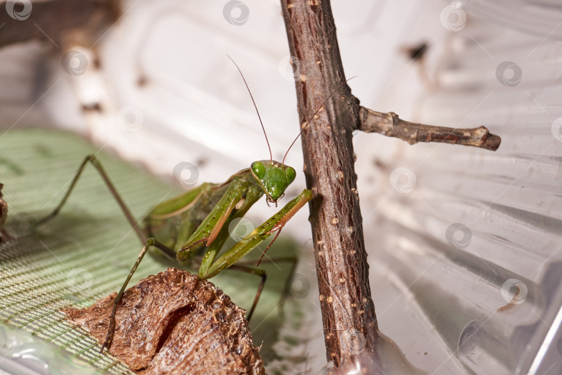 Скачать Обыкновенный богомол (лат. Mantis Religiosa) ждет, когда добыча окажется близко для броска фотосток Ozero