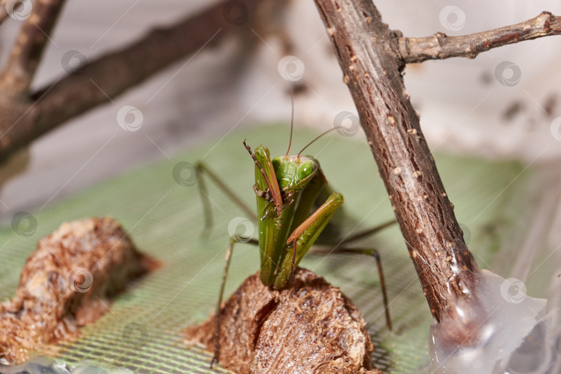 Скачать Обыкновенный богомол (лат. Mantis Religiosa) съедает муху фотосток Ozero