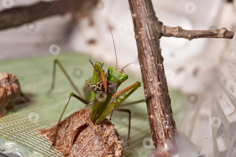 Скачать Обыкновенный богомол (лат. Mantis Religiosa) съедает муху фотосток Ozero