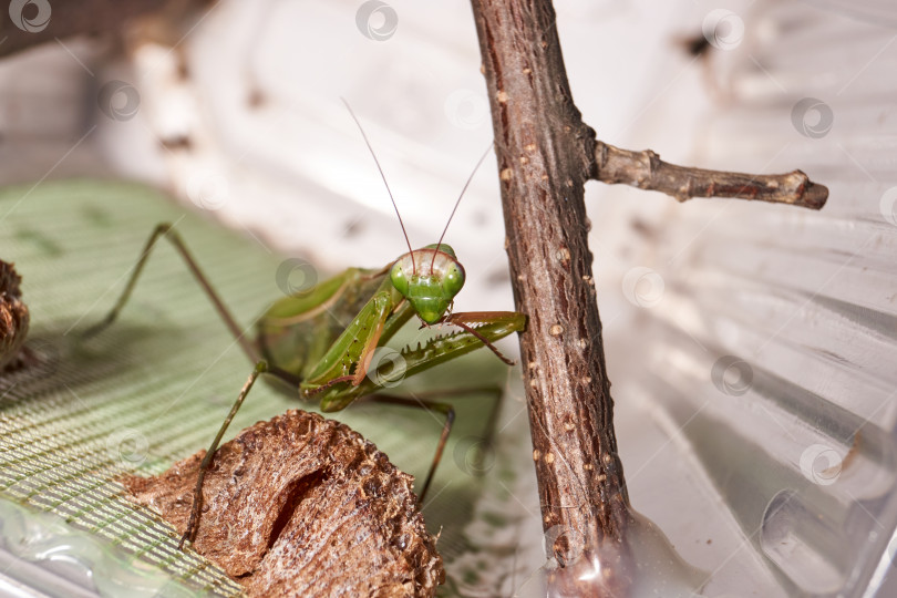 Скачать Обыкновенный богомол (лат. Mantis religiosa) тщательно очистите передние конечности после еды фотосток Ozero