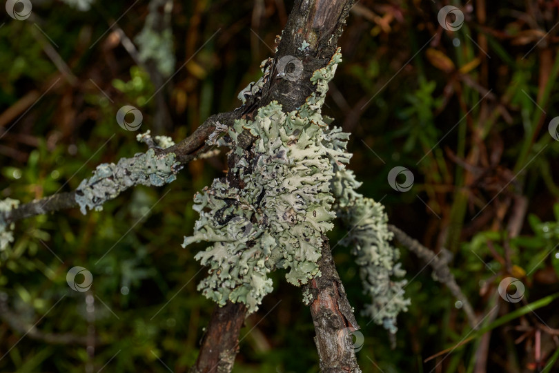 Скачать Бороздчатая пармелия (лат. Parmelia sulcata) - вид лишайников рода Пармелиевые (Parmelia) семейства Пармелиевые (Parmeliaceae) фотосток Ozero