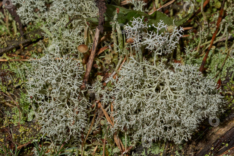 Скачать Кладония оленья (лат. Cladonia Rangiferina) - кустистый лишайник из рода Кладония фотосток Ozero