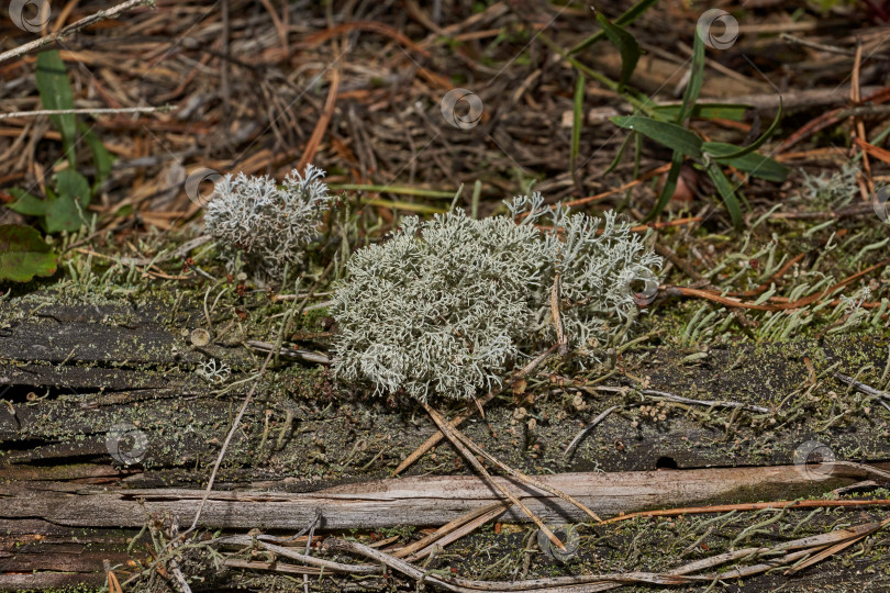 Скачать Кладония оленья (лат. Cladonia Rangiferina) - кустистый лишайник из рода Кладония фотосток Ozero