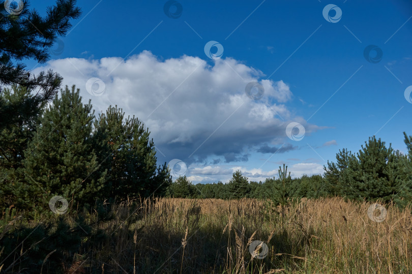 Скачать Пейзаж из поездки в лес за грибами. Сентябрь 2021 года фотосток Ozero