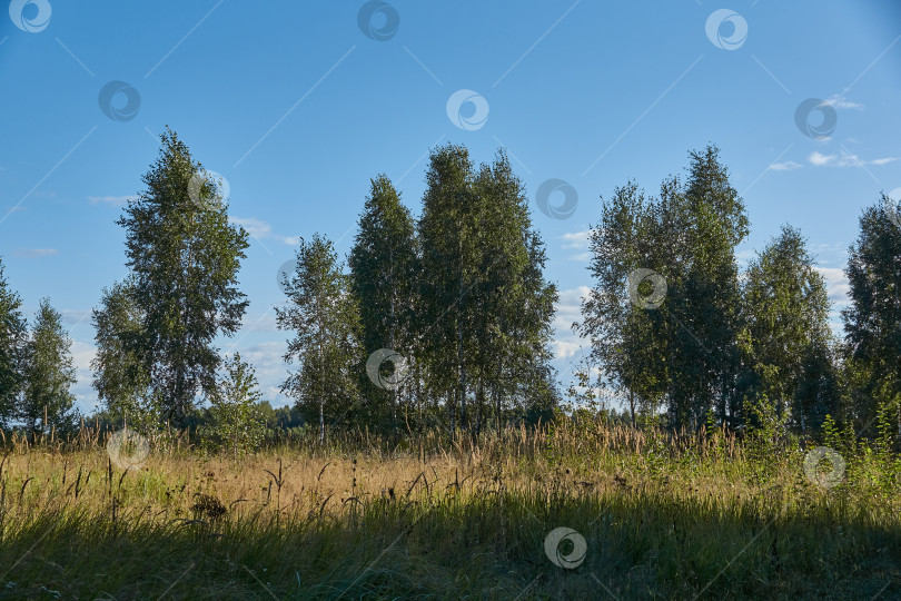 Скачать Пейзаж из поездки в лес за грибами. Сентябрь 2021 года фотосток Ozero