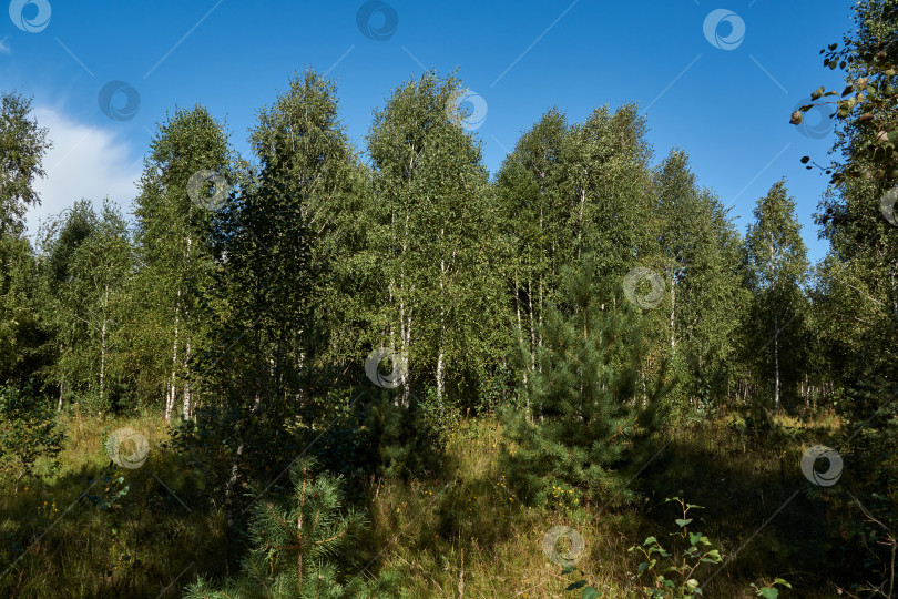 Скачать Пейзаж из поездки в лес за грибами. Сентябрь 2021 года фотосток Ozero