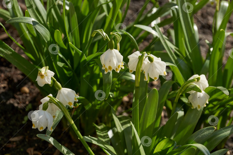 Скачать Весенняя снежинка (лат. Leucojum vernum) цветет. фотосток Ozero