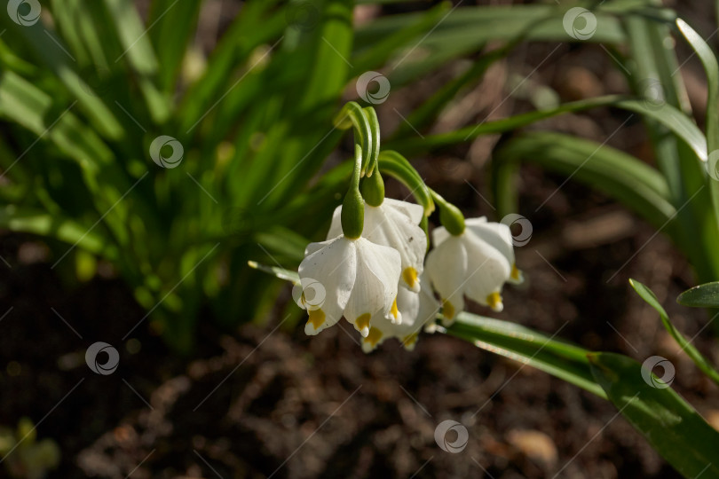Скачать Весенняя снежинка (лат. Leucojum vernum) цветет. фотосток Ozero