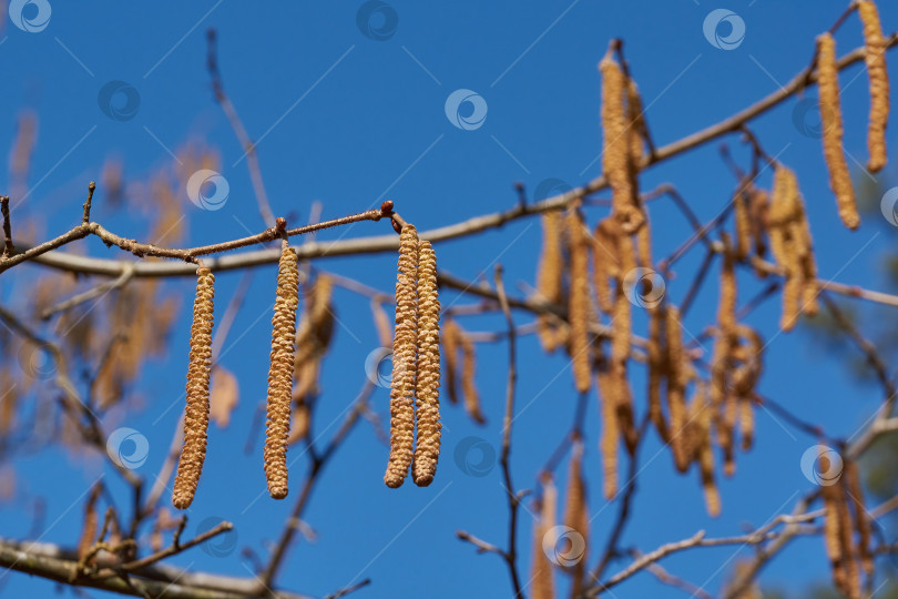 Скачать Тычиночные сережки лещины обыкновенной (лат. Corylus avellana) зацвел ранней весной до появления листьев. фотосток Ozero