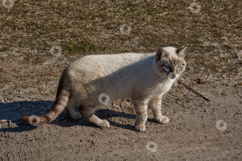 Скачать Кошка гуляет во дворе дома. фотосток Ozero