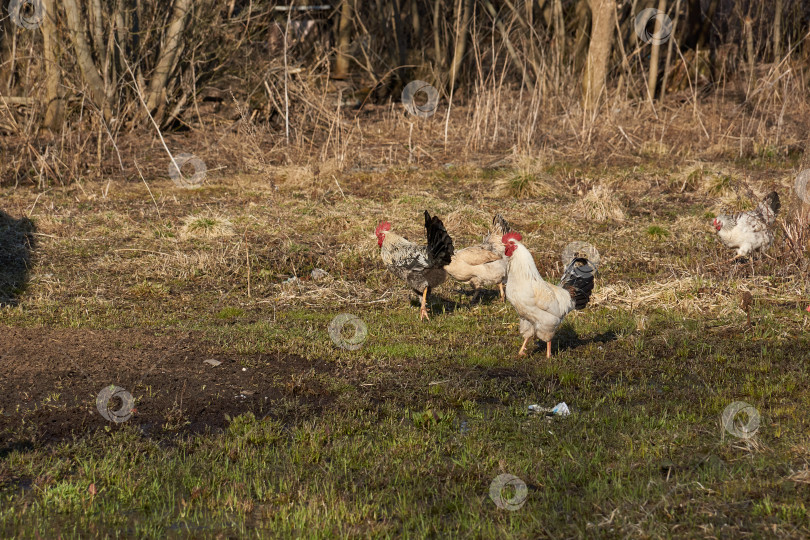 Скачать Петухи и цыплята прогуливаются по лужайке в поисках чего-нибудь съедобного. фотосток Ozero