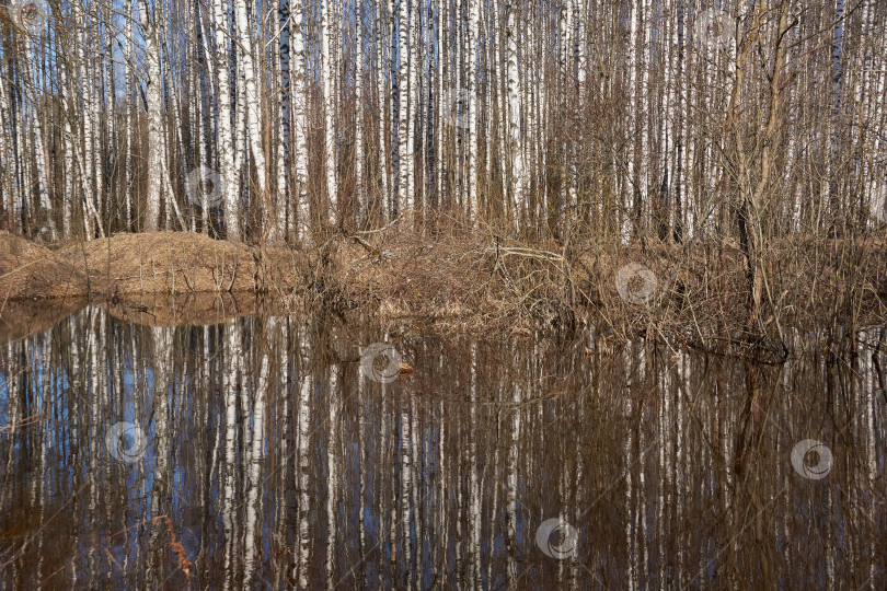 Скачать Отражение деревьев в воде на опушке леса. фотосток Ozero