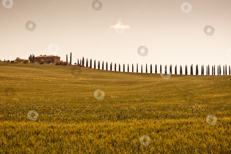 Скачать Тосканский фермерский дом и кипарисы фотосток Ozero