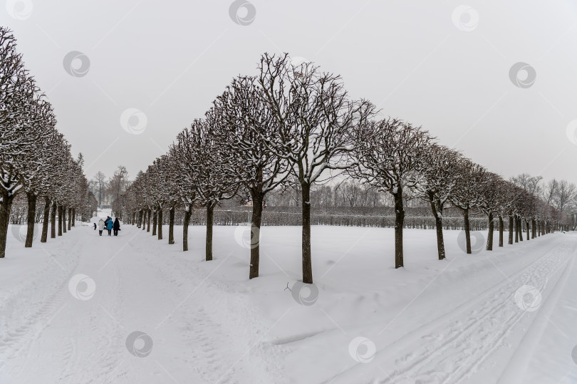 Скачать Аллея и деревья в снегу в зимнем парке фотосток Ozero