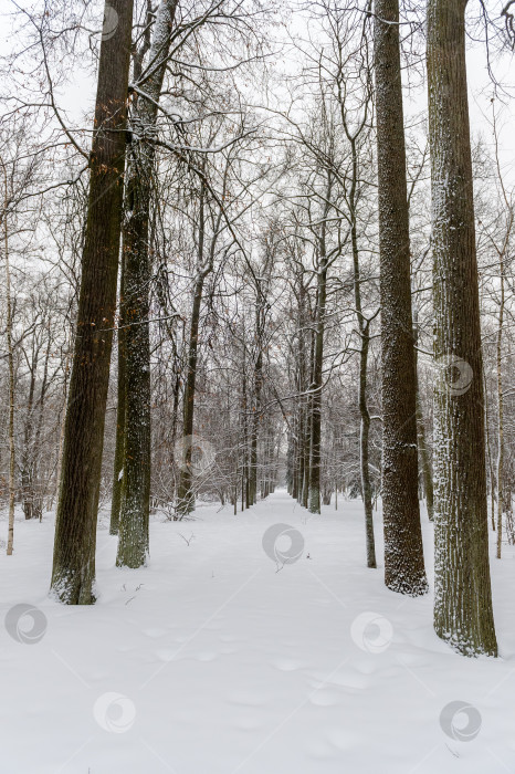 Скачать рис в снегу в зимнем парке фотосток Ozero