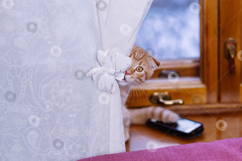Скачать Милый котенок прячется фотосток Ozero