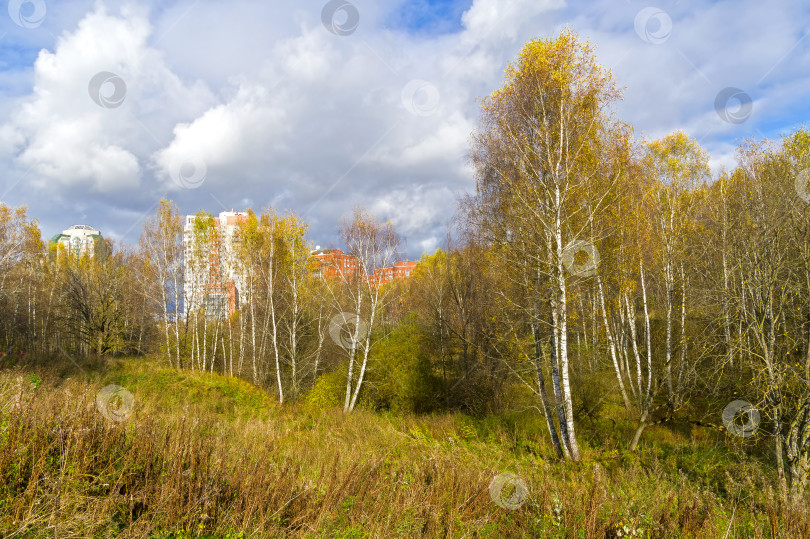 Скачать Осень в городском лесопарке. фотосток Ozero