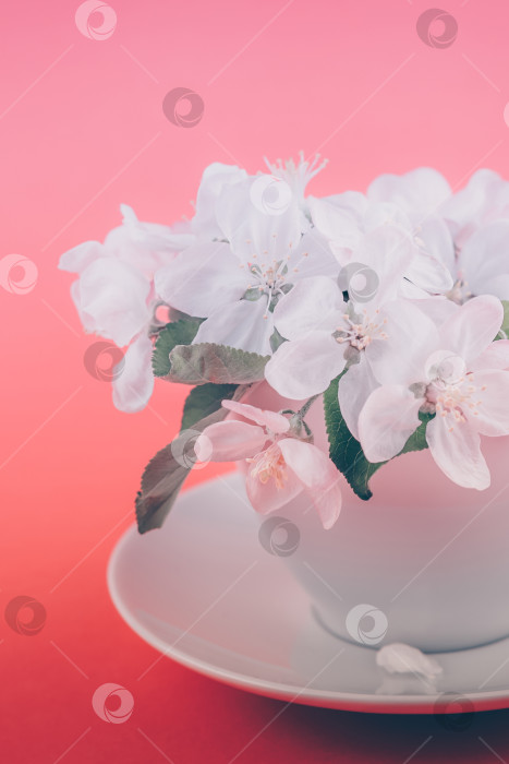 Скачать Белая весенняя яблоня, распускающая цветы в чашечке фотосток Ozero
