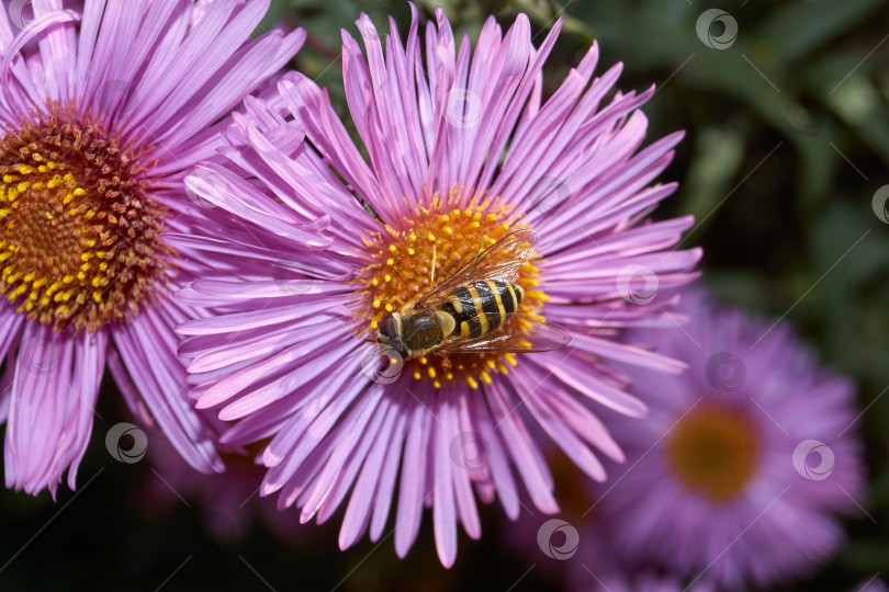 Скачать Муха (лат. Syrphus ribesii) собирает нектар и пыльцу с цветков многолетней астры. фотосток Ozero